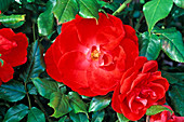 Rosa (Rose 'Bischofstadt Paderborn') Strauchrose, öfterblühend, kaum Duft