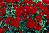 Rosa (Rose 'Lilli Marleen') - Bedding rose, repeat flowering, hardly any fragrance