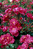 Rosa / Rose 'Sommermärchen' syn. Pink Sensation, Strauchrose, Bodendeckerrose, öfterblühend, leichter Duft