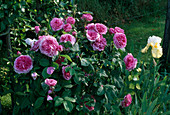 Rosa (Rose 'Gertrude Jekyll'), Englische Rose, Strauchrose, öfterblühend, sehr guter Duft