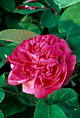 Rosa / Rose 'Rose de Resht', Damaszener Rose, Strauchrose, Hist. Rose, öfterblühend, guter Duft