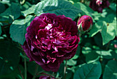 Rosa / Rose 'Cardinal de Richelieu', Gallica, Hist. Rose, einmalblühend, leichter Duft