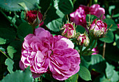 Rosa / Rose 'Duc de Cambridge', Alte Rose, Damaszenerrose einmalblühend, starker Duft