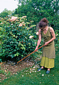 Rosa (Rose) Bodenpflege : 1/2 Erde um die Rose mit dem Grubber lockern