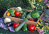 Gemüse-Still aus Ratatouille-Gemüsen : Zucchini (Cucurbita pepo), Tomaten (Lycopersicon), Paprika (Capsicum) und Auberginen (Solanum melongena)