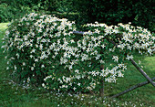 Clematis montana 'Wilsonii' (Bergwaldrebe) berankt einfachen Holzzaun