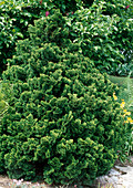 Chamaecyparis obtusa 'Nana gracilis' (Muscular cypress)
