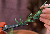 French tarragon propagation (2/3)