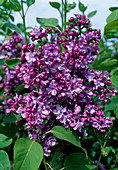 Syringa vulgaris 'Katharina Havemayer' (lilac)