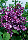 Syringa vulgaris 'Katharina Havemayer' / Flieder