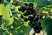Ribes nigrum 'Titania' / schwarze Johannisbeere