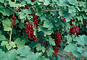 Ribes rubrum 'Junifer' (Red currant)