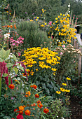 Colourful perennial garden with Rudbeckia