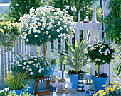 Argyranthemum ' Stella 2000 ' ' Sole Mio ' (Margeriten)
