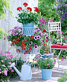 Etagere mit Pelargonium ' Diabolo ' (Geranie)