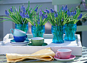 Bouquets of grape hyacinths in blue jars
