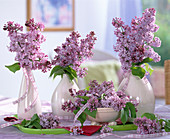 Syringa (lilac)