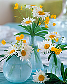 Leucanthemum (daisies)