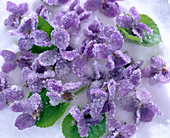 Viola odorata (fragrance violet)