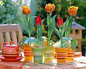 Tulipa 'Orange Princess', 'Love Song' (Tulpen)