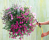 Pour hanging basket with watering rod