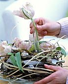 Osternest mit Papageitulpen