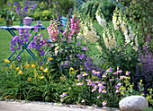 Digitalis purpurea (roter und weißer Fingerhut)