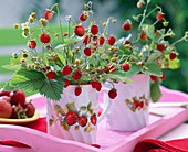 Fragaria hortensis (Monatserdbeeren)