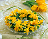 Narcissus 'Soleil d'Or'-Tete à Tete' (Narzissen)