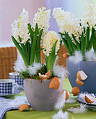 Hyacinthus 'White Pearl' (Hyazinthe) Einzelblüten, Moos