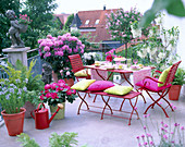 Rooftop terrace with rhododendron