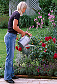 Watering the flowerbed
