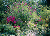 Buddleja (summer lilac)