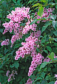 Syringa reflexa (Bogenflieder)