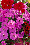 Petunia Supertunia 'Lavender Pink' (Petunia)