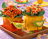 Primula acaulis (spring primrose) in colorful jars