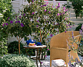 Tibouchina urvilleana