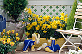 Narcissus hybr. (daffodils)