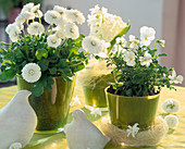 Bellis perennis (daisies), Viola cornuta (horned pansy)