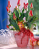 Tulipa hybrid (tulips)
