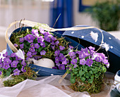 Campanula carpatica 'Blue Clips'