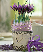 Iris reticulata (Netziris)