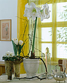 Amaryllis 'Mont Blanc' with tulips and primrose