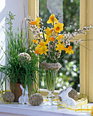 Narcissus (daffodils), Cytisus (broom), wheat grass