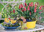 Tulipa (Tulpen) in gelber Blechschale