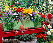 Red wooden bench with wooden box: Ipheione, Narcissus