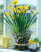 Narcissus 'Tete á Tete', pot covered with willow catkin rods