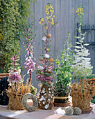 Brassica (ornamental cabbage) overwintered