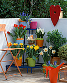 Etagere auf Balkon: Tulipa 'Monsella' (gelb, rot), 'Monte Carlo' (gelb), 'Showwin'