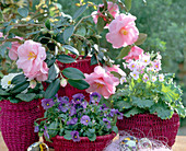 Körbe mit Camellia 'Donation', Viola / Stiefmütterchen, Primula chinensis, bemal